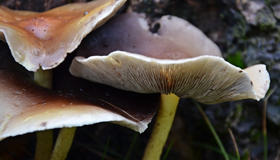 thumbnail paddenstoel